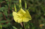 Narrowleaf evening-primrose